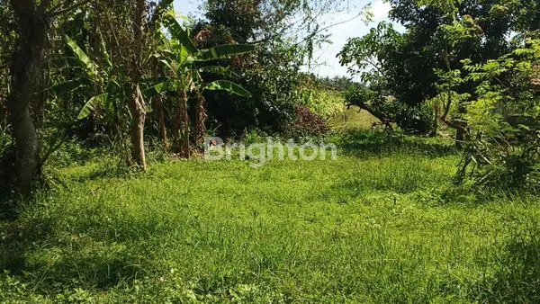 image TANAH DIJUAL LUAS 3,42 HA SHM AMAN, BERADA DI DESA SANGGALANGIT GROKGAK DEKAT PANTAI LOVINA DAN PANTAI PEMUTERAN BULELENG BALI (2)