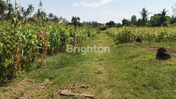 image TANAH DIJUAL LUAS 3,42 HA SHM AMAN, BERADA DI DESA SANGGALANGIT GROKGAK DEKAT PANTAI LOVINA DAN PANTAI PEMUTERAN BULELENG BALI (3)