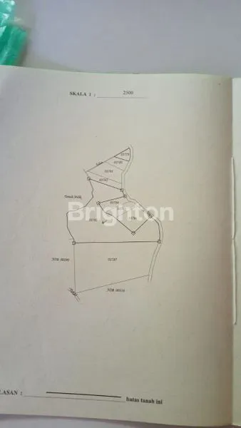 image DIJUAL KEBUN CENGKEH DI MADENAN 40JT/ARE (4)