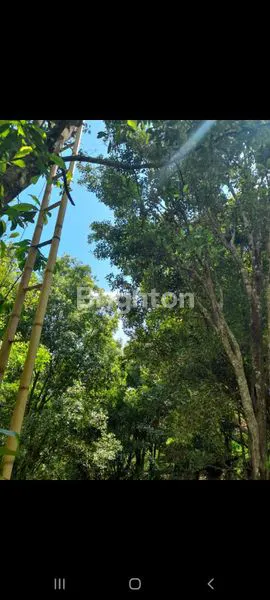 image DIJUAL KEBUN CENGKEH DI MADENAN 40JT/ARE (1)