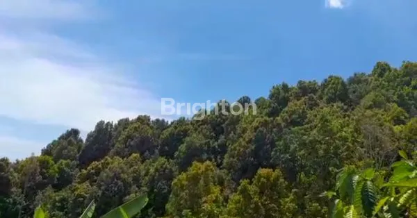 image DIJUAL KEBUN CENGKEH DI MADENAN 40JT/ARE (7)