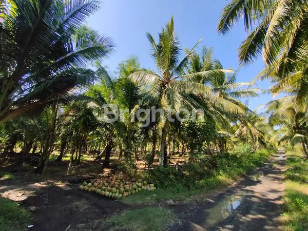 image TANAH LUAS HARGA MURAH DI MUNCAR BANYUWANGI  (6)