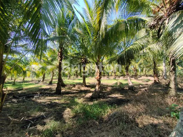 image TANAH LUAS HARGA MURAH DI MUNCAR BANYUWANGI  (2)