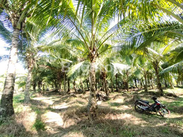 image TANAH LUAS HARGA MURAH DI MUNCAR BANYUWANGI  (4)