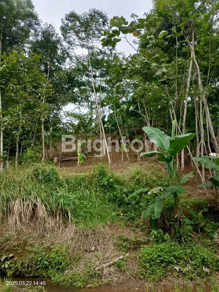 image TANAH ASRI DENGAN SUMBER MATA AIR – COCOK UNTUK VILLA, GLAMPING & SLOW LIVING DI SUBANG, JAWA BARAT (2)