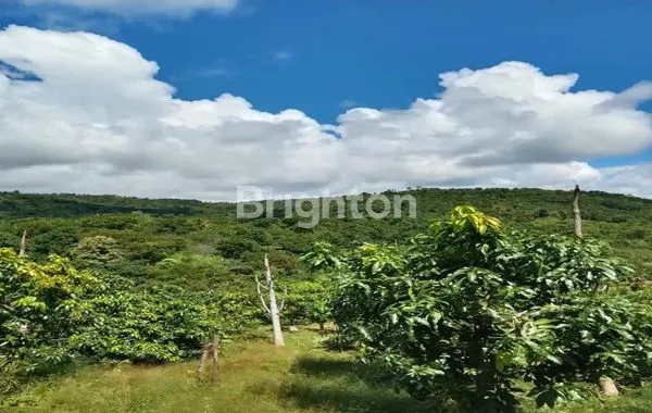 image BULELENG SANIH OCEAN VIEW FOR SALE (5)