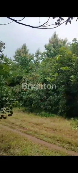 image DIJUAL TANAH KEBUN LOKASI DI KAB. SUBANG (2)