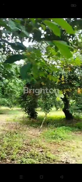 image DIJUAL TANAH KEBUN LOKASI DI KAB. SUBANG (1)