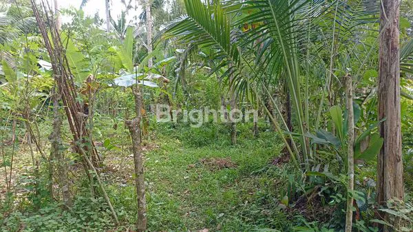 image TANAH MURAH 10 ARE, 5 MENIT DARI PARIWISATA SANGEH (2)