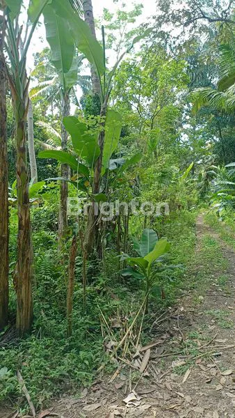 image TANAH MURAH 10 ARE, 5 MENIT DARI PARIWISATA SANGEH (4)