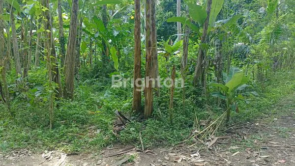 image TANAH MURAH 10 ARE, 5 MENIT DARI PARIWISATA SANGEH (5)