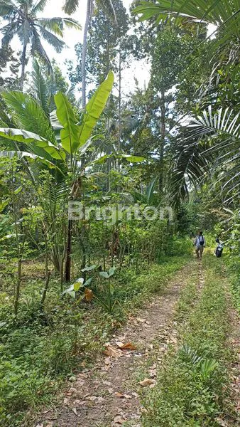 image TANAH MURAH 10 ARE, 5 MENIT DARI PARIWISATA SANGEH (6)