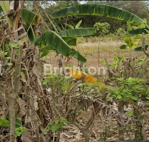 image TANAH SEWA UNGASAN DEKAT PANTAI KARMA (2)