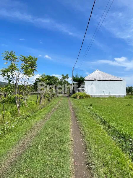 image DIJUAL TANAH LUAS & MURAH AREA VILLA   DAN RESORT DI LOVINA SINGARAJA BULELENG (2)