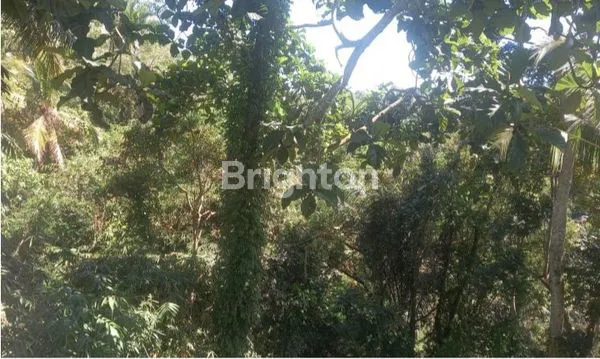 image TANAH JALAN PEJENGAJI TEGALLALANG GIANYAR BALI DEKAT UBUD (2)