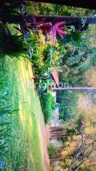 image TANAH STRATEGIS PREMIUM DI JALAN DALEM GEDE PERERENAN CANGGU (2)