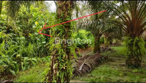 TANAH 3 LAHAN KAVLING JALAN SIAPAT, LORONG, SAMBAS