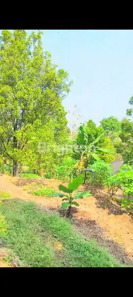 image DIJUAL PERKEBUNAN AKTIF DI WONOSALAM - JOMBANG (4)