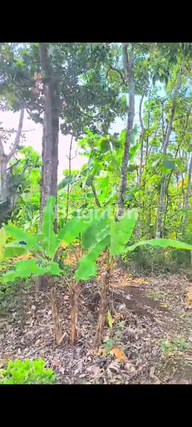 image DIJUAL PERKEBUNAN AKTIF DI WONOSALAM - JOMBANG (5)