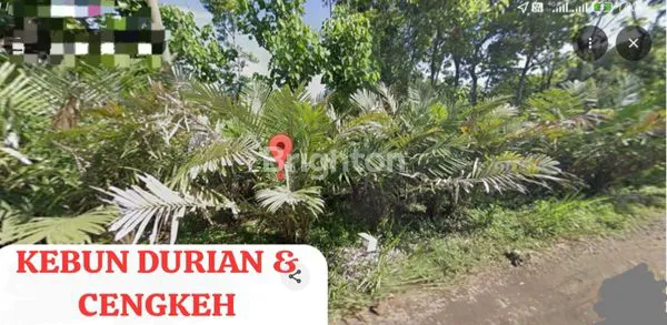 image DIJUAL PERKEBUNAN AKTIF DI WONOSALAM - JOMBANG (2)