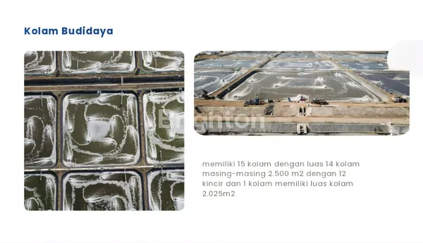 image TAMBAK UDANG LOKASI SANGAT STRATEGIS, PANARUKAN-SITOBONDO (3)