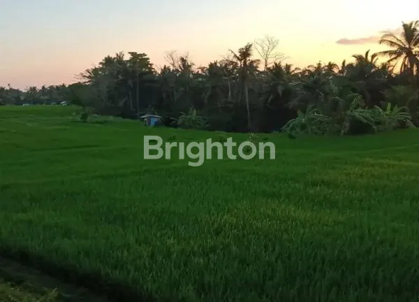 TANAH SEWA SINGAKERTA UBUD