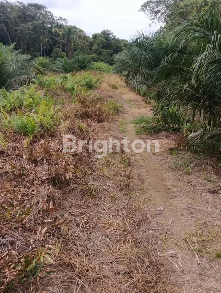 image TANAH LAHAN PERKEBUNAN DESA DURIAN AMBAWANG, KUBU RAYA (1)