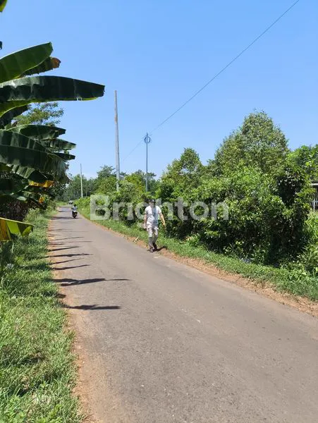 image KEBUN DURIAN BATANG (5)