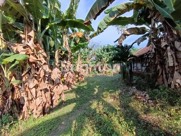 image DIJUAL BANGUNAN MURAH, LUAS DAN SRATEGIS DI PINGGIR JALAN BESAR BEKONANG, SANGAT COCOK UNTUK RUKO, KANTOR DAN RUMAH TINGGAL, DSB (7)