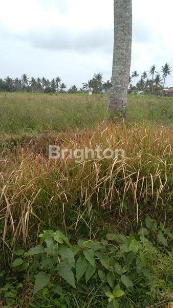image DIJUAL TANAH VIEW SAWAH (2)