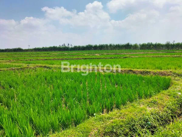 image SAWAH PENGAIRAN MELIMPAH NGADIREJO GUNUNG KAWI KEC KROMENGAN. (3)