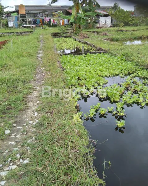 image LAWE-LAWE TANAH LUAS 799 M2 DIJUAL CEPAT HARGA SANGAT TERJANGKAU (1)