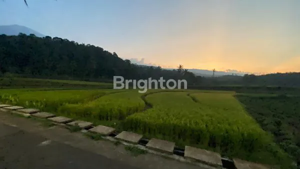 image DIJUAL SAWAH STRATEGIS – DESA WISATA CIBUNTU, KUNINGAN (2)