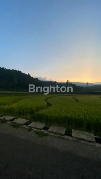 image DIJUAL SAWAH STRATEGIS – DESA WISATA CIBUNTU, KUNINGAN (3)