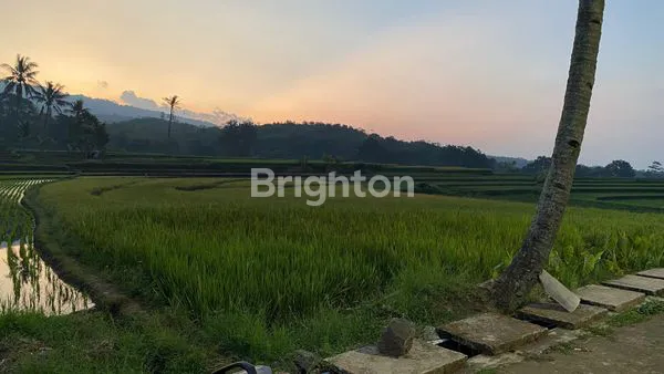 image DIJUAL SAWAH STRATEGIS – DESA WISATA CIBUNTU, KUNINGAN (4)