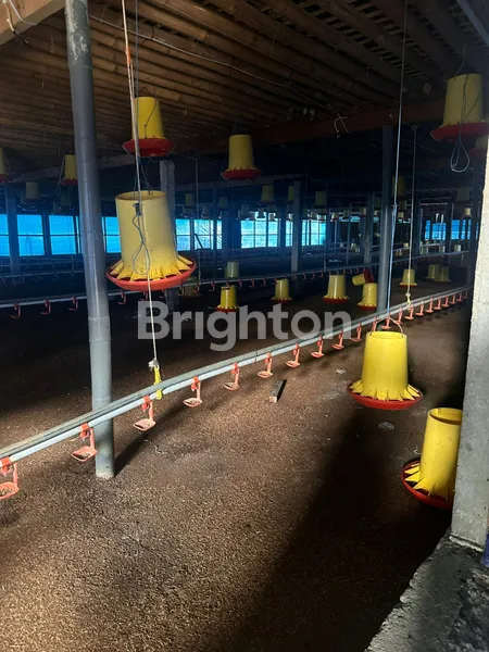 image JUAL KANDANG AYAM AKTIF OPERASI (2)