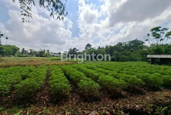 image TANAH SEWA UBUD SINGAPADU (3)