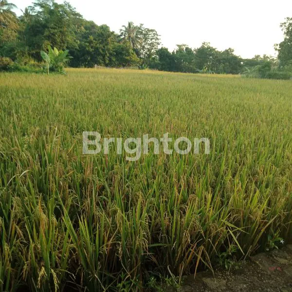 image TANAH KAVLING PINGGIR JALAN CIANJUR SUKABUMI  (5)