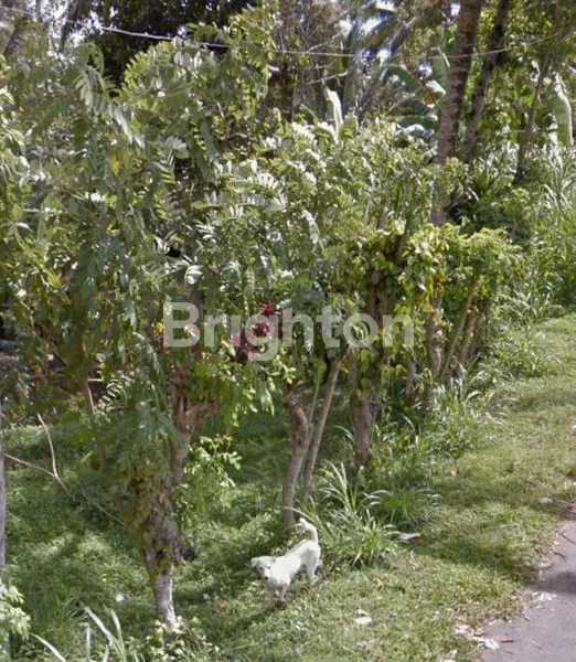 image TANAH KOSONG KEMENUH KELIKI (4)