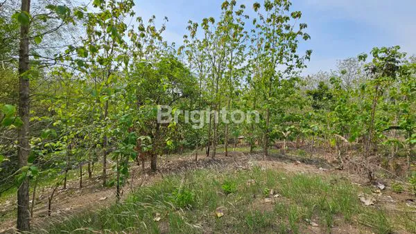image TANAH LAHAN DATAR ZONA KUNING DI SEMARANG BARAT (1)