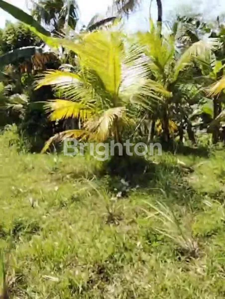 image DIJUAL TANAH SI TAMBAKSARI BANYUBIRU JEMBRANA (6)
