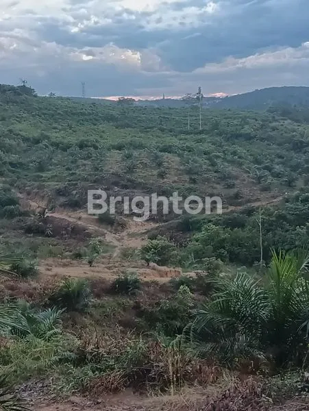 TANAH PINGGIR JL RAYA ADA SAWIT UMUR 3 TH SIAP PANEN DAN TANAH BISA UNTUK PERUMAHAN DAN PERGUDANGAN DAERAH MUARO BUNGO JAMBI