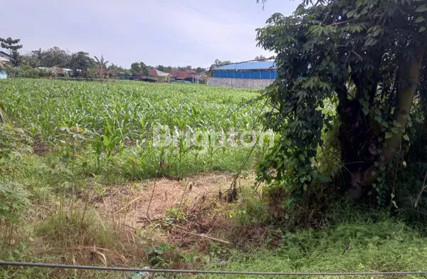 image TANAH STRATEGIS 2 HA DI JALAN LINTAS PROTOKOL  SOEKARNO HATTA. TAMBANGAN (5)
