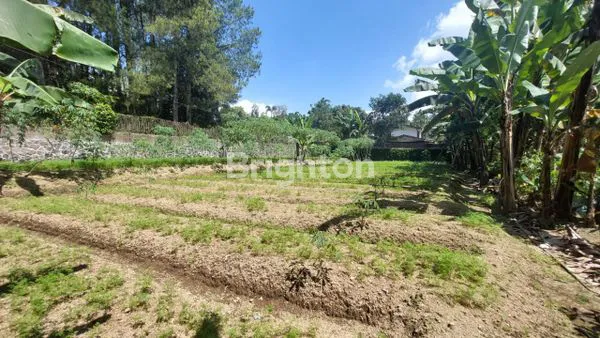 image THE GIANT GARDEN VILLA,   VILLA  MINIMALIS DILAHAN  YANG  SANGAT LUAS  DAN  SEJUK.....NEGO (5)