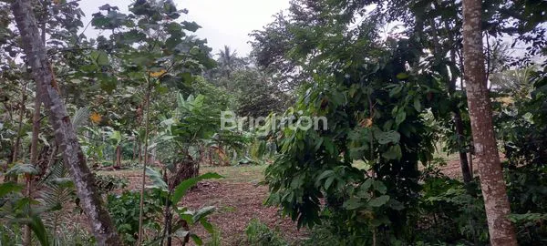 image TANAH STRATEGI DAN COCOK UTK INVESTASI (6)