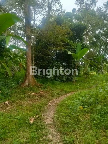 TANAH KOSONG + POHON DURIAN DLL