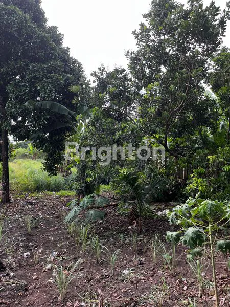 image TANAH PREMIUM 4400M² SIAP BANGUN DI PETUNIA 2 MEDAN (3)