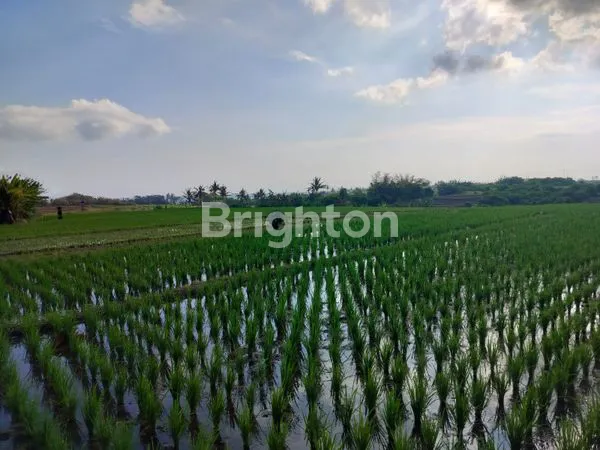 image DIJUAL TANAH 26 ARE, 265/ARE LOKASI PASUT – TABANAN \UD83C\UDF34<br />
 (3)