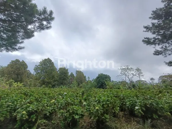TANAH KAVLING 250 M2 VIEW LAUT LOVINA & GUNUNG BATUKARU - KAWASAN PARIWISATA WANAGIRI BULELENG HANYA 150 METER DARI AIR TERJUN CINTA.
