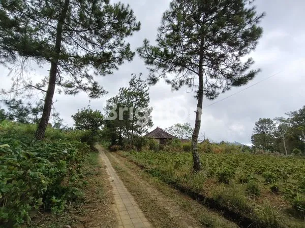 image TANAH KAVLING 250 M2 VIEW LAUT LOVINA & GUNUNG BATUKARU - KAWASAN PARIWISATA WANAGIRI BULELENG HANYA 150 METER DARI AIR TERJUN CINTA. (4)